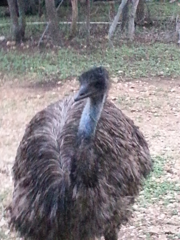 One of our three adult Emus