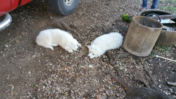 Sugar and Snowball shortly after arrival at the ranch.